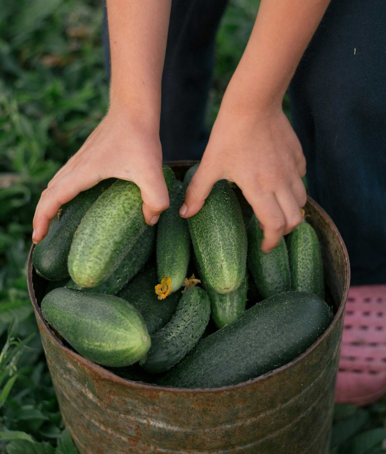 Frische Gruken für den perfekten Gurkensalat